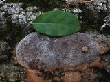 Nectriopsis violacea image