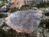 Nectriopsis violacea image