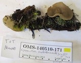 Gyromitra melaleucoides image