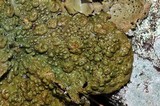 Lasallia papulosa image