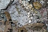 Lasallia papulosa image