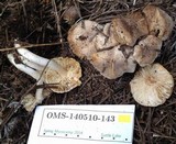 Tricholoma moseri image