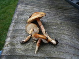 Limacella delicata var. glioderma image
