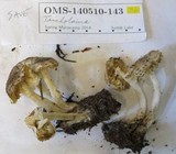 Tricholoma moseri image