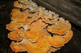 Laetiporus cincinnatus image
