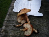 Limacella delicata var. glioderma image