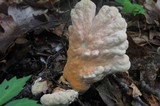 Laetiporus cincinnatus image