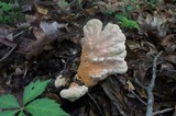 Laetiporus cincinnatus image