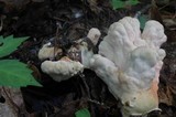 Laetiporus cincinnatus image