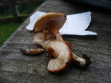 Limacella delicata var. glioderma image
