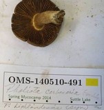 Pholiota highlandensis image