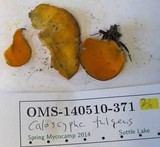 Caloscypha fulgens image