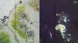 Lecanora subrugosa image