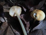 Marasmius strictipes image