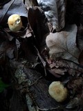 Marasmius strictipes image