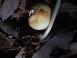 Marasmius strictipes image