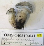 Hygrophorus caeruleus image