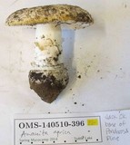 Amanita aprica image