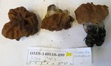 Gyromitra montana image