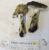 Tricholoma saponaceum image