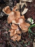 Gymnopus luxurians image