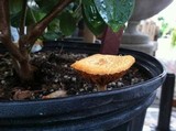 Gymnopilus luteofolius image
