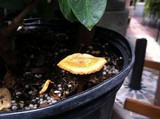 Gymnopilus luteofolius image