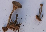 Arrhenia obscurata image