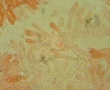 Arrhenia obscurata image