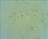 Arrhenia obscurata image