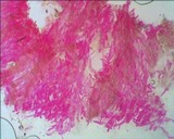 Arrhenia obscurata image