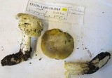 Tricholoma saponaceum image