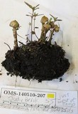 Tulostoma macrocephalum image