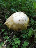 Amanita flavorubescens image