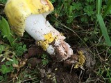 Amanita flavorubescens image