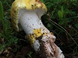 Amanita flavorubescens image