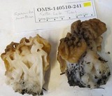 Gyromitra montana image