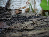 Lophium mytilinum image