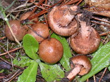 Inocybe cinnamomea image