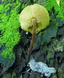 Xeromphalina tenuipes image