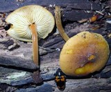 Xeromphalina tenuipes image