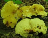 Bresadolia craterella image