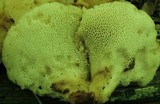 Bresadolia craterella image