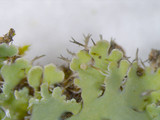Heterodermia speciosa image