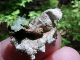 Platismatia glauca image