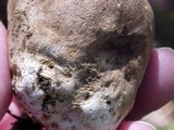 Gastropila fumosa image