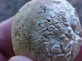 Gastropila fumosa image