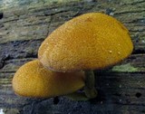 Pholiota granulosa image