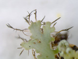 Heterodermia speciosa image
