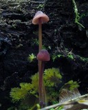 Mycena sanguinolenta image